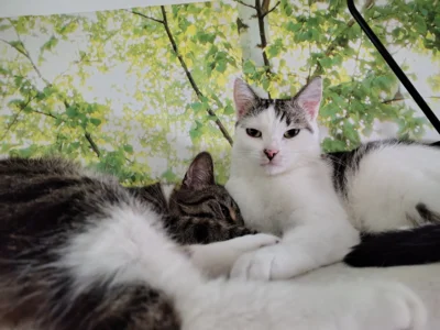 Foto des Albums: Katzen Bia+Nika+Zelos