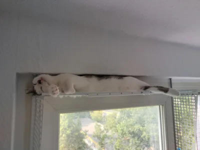 Foto des Albums: Katzen Bia+Nika+Zelos