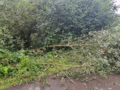 Foto des Albums: Baum auf Fahrbahn Hofdonop am 30.07.2026