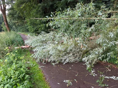 Foto des Albums: Baum auf Fahrbahn Hainbachstraße in Istrup am 30.07.2026