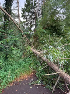 Foto des Albums: Baum auf Fahrbahn Hainbachstraße in Istrup am 30.07.2026