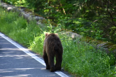 Foto des Albums: Karpaten Tour 2026