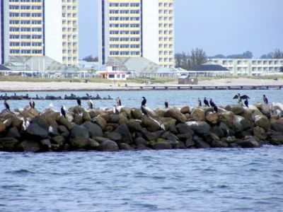 eine ganze Kormoranarmee hat vor der Insel Fehmarn Quartier bezogen 