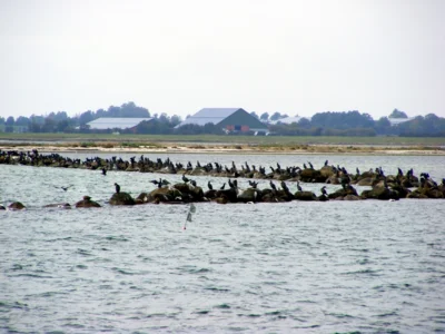 Fischkutter haben vor Fehmarn weitestgehend die Arbeit eingestellt. Eine wesentliche Ursach seht ihr im Bild. 