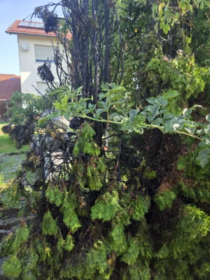 Foto des Albums: Hecke