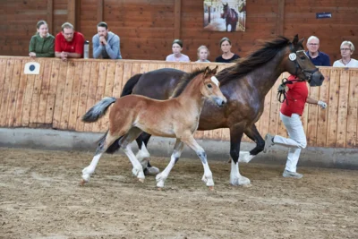 Foto des Albums: Fohlenschau