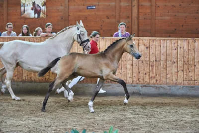 Foto des Albums: Fohlenschau