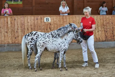 Foto des Albums: Fohlenschau