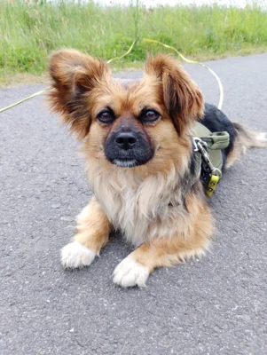 Foto des Albums: Hündin Bonnie