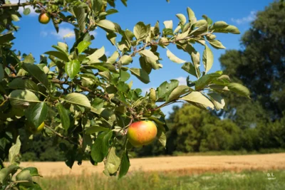 Apfelbaum beim Rastplatz S&uuml;daue  (Bild vergr&ouml;&szlig;ern)