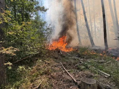 Foto des Albums: 090826 Waldbrand  Kleiner Stein