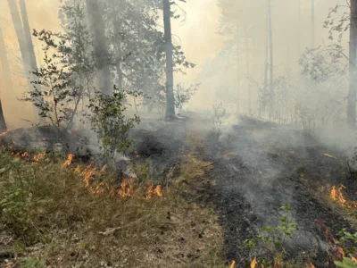 Foto des Albums: 090826 Waldbrand  Kleiner Stein