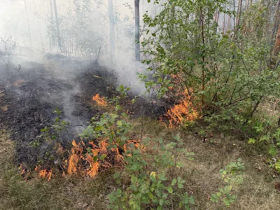 Foto des Albums: 090826 Waldbrand  Kleiner Stein