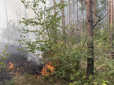 Foto des Albums: 090826 Waldbrand  Kleiner Stein