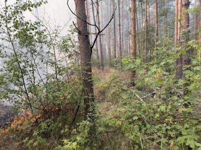Foto des Albums: 090826 Waldbrand  Kleiner Stein