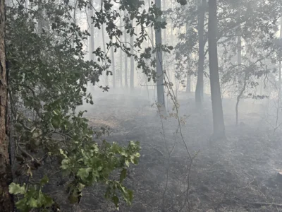 Foto des Albums: 090826 Waldbrand  Kleiner Stein