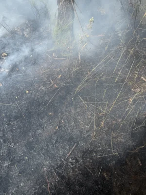 Foto des Albums: 090826 Waldbrand  Kleiner Stein