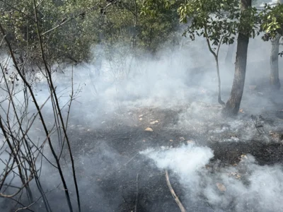 Foto des Albums: 090826 Waldbrand  Kleiner Stein