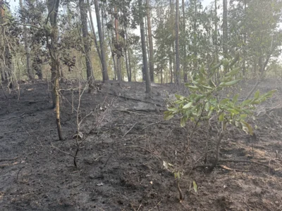 Foto des Albums: 090826 Waldbrand  Kleiner Stein