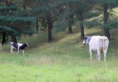 Foto des Albums: Ankunft Kalb Elsa