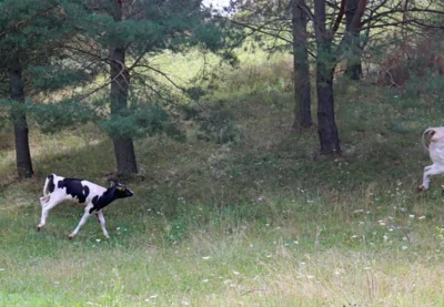 Foto des Albums: Ankunft Kalb Elsa