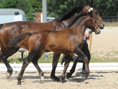 Eros D/Holly 