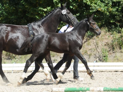 Landor G/Greta 