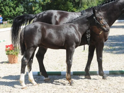 Landor G/Greta 
