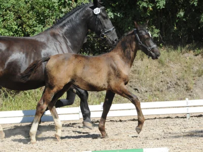 Leonardo/Layla 