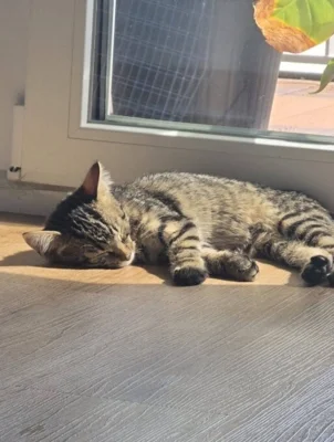 Foto des Albums: Kitten Leonie