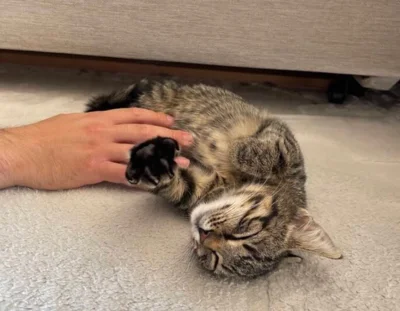 Foto des Albums: Kitten Leonie