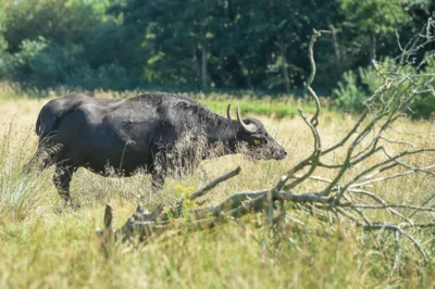 Foto des Albums: Wasserbüffel