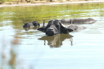 Foto des Albums: Wasserbüffel