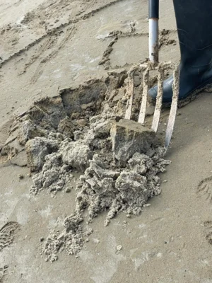 Foto des Albums: Hobega Wattenmeer 2026