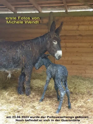 Foto des Albums: Poisouleselgehege