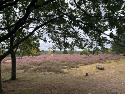 Foto des Albums: Die Heide mit Büsenbachtal, Brunsberg und Höllenschlucht