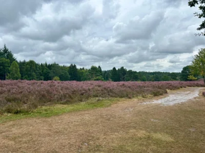 Foto des Albums: Die Heide mit Büsenbachtal, Brunsberg und Höllenschlucht