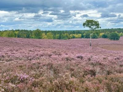 Foto des Albums: Die Heide mit Büsenbachtal, Brunsberg und Höllenschlucht
