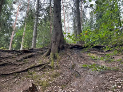 Foto des Albums: Die Heide mit Büsenbachtal, Brunsberg und Höllenschlucht