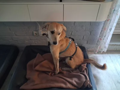 Foto des Albums: Benny im neuen Zuhause