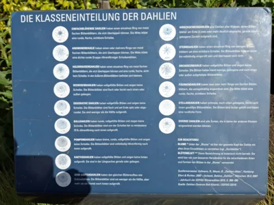 Foto des Albums: Brunchfahrt und Dahliengarten in Hamburg