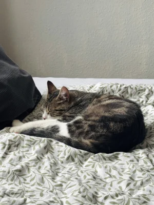 Fotoalbum Katze Finja