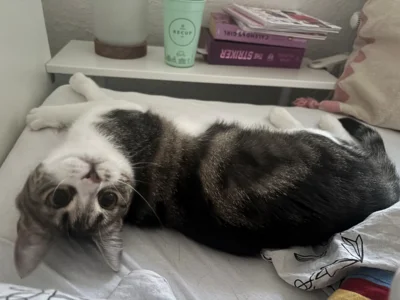 Foto des Albums: Katze Finja
