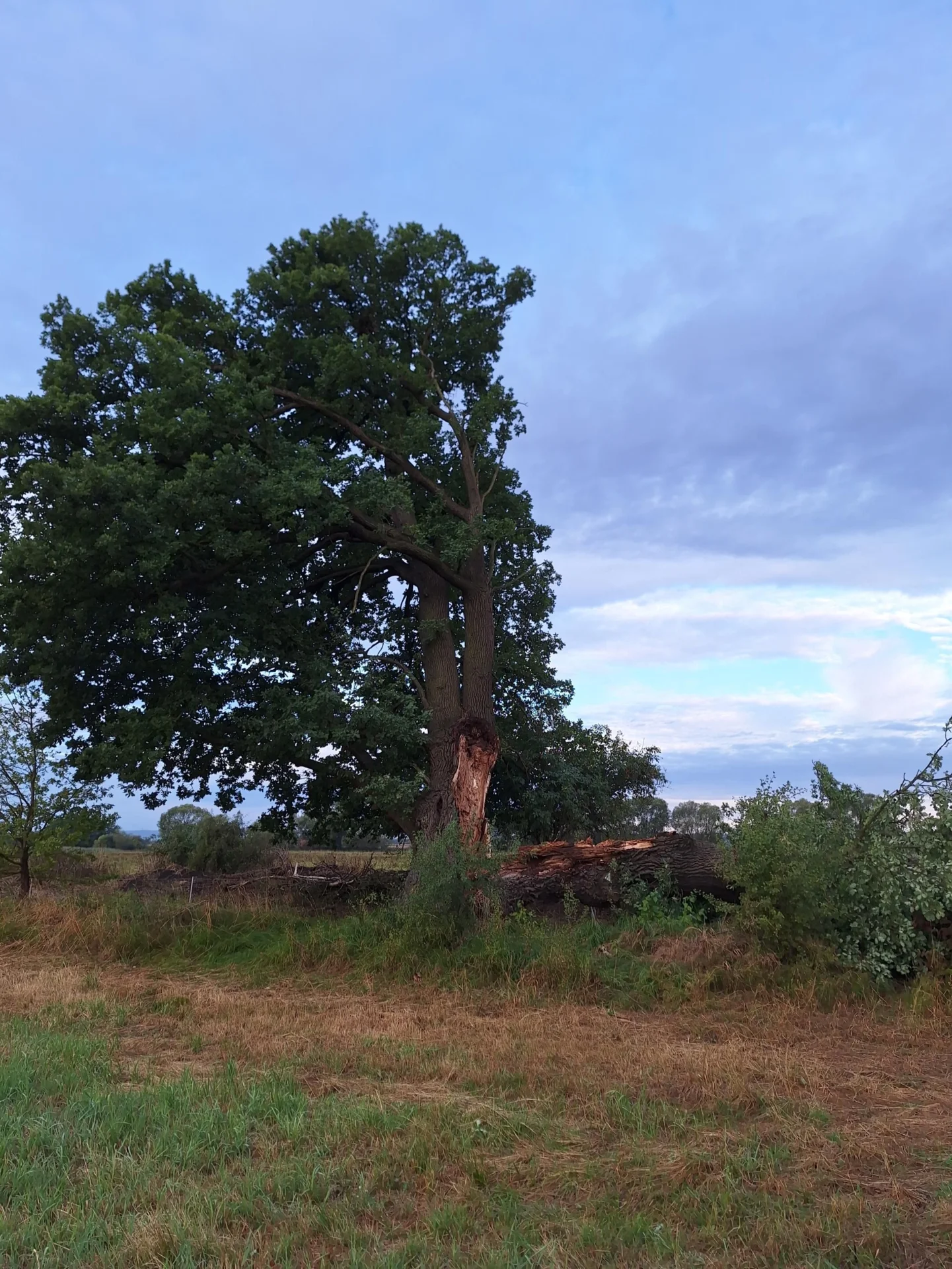 Bild: Die „Eiche auf der Kuhweide“ bei Unter-Widdersheim ist im jüngsten Sturm auseinandergebrochen. Jetzt sollen Sicherungsarbeiten den Fortbestand des Naturdenkmals gewährleisten.