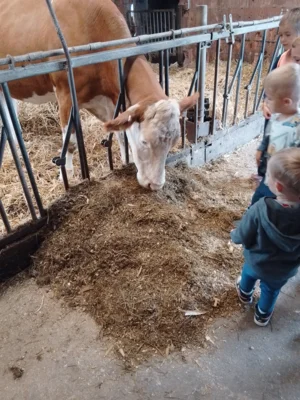 Foto des Albums: Besuch im Kuhstall