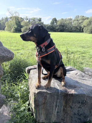 Foto des Albums: Hündin Ronja