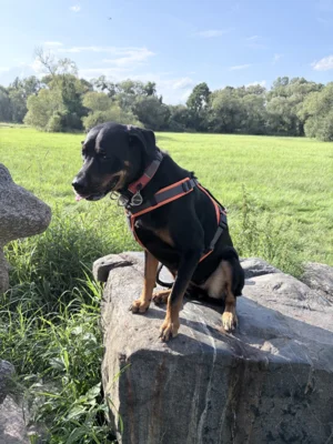 Foto des Albums: Hündin Ronja
