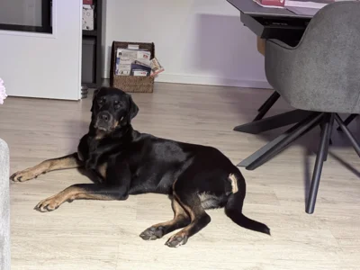 Foto des Albums: Hündin Ronja