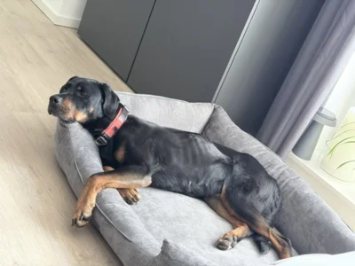 Foto des Albums: Hündin Ronja