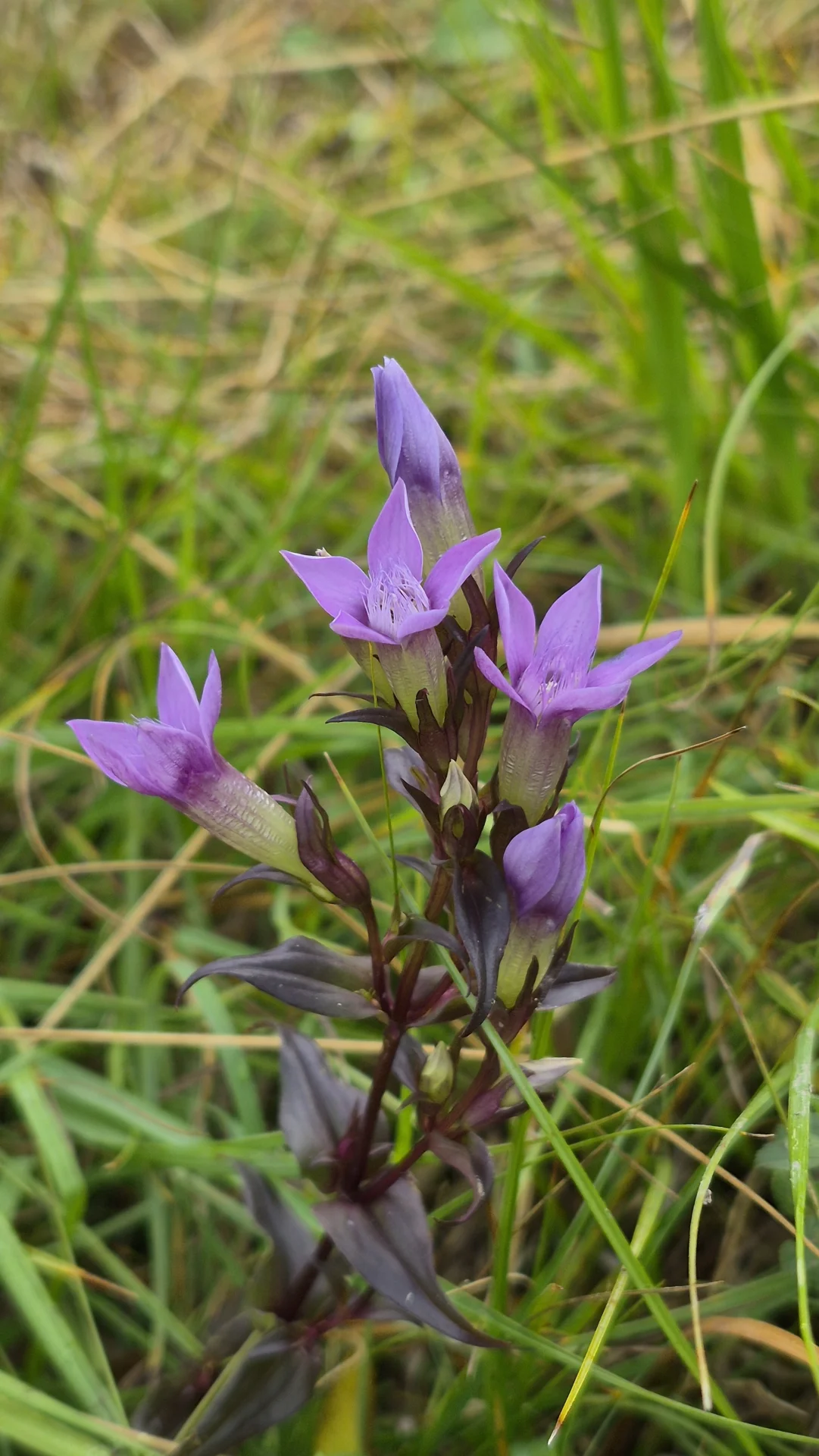 Bild: Deutscher Enzian (Gentianella germanica)